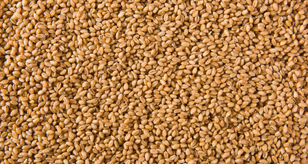 Uncooked bulgur wheat seed. Background and texture.