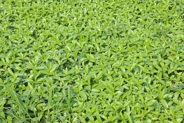 green color jute farm on field