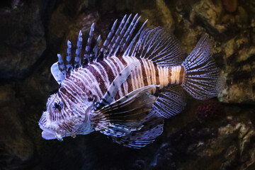Pterois miles, brown-striped lionfish zebra against brown stones