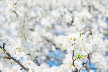 Springtime greeting card and copy space. Blooming spring trees close up.