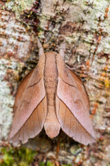 emperor moth – Oiticella sp. – beautiful large moth from South American forests and woodlands, Ecuador.
