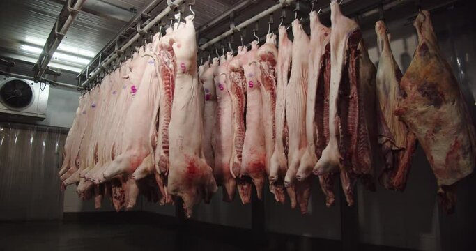 Pork carcasses hung on hooks in the freezer of the meat-packing plant 