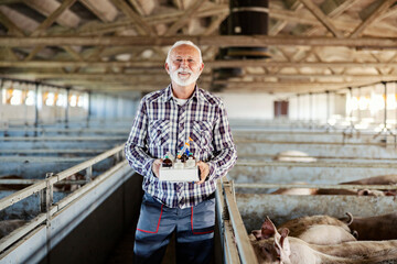 A senior farmer at a pig farm with a box with drugs and vitamins for his pigs and preparing to give...