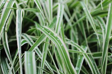 green beautiful spring grass and dew