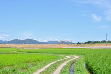 A country road in a paddy field with shamrock green and azure blue