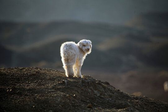 a dirty naughty shy lonely little sheep with Virtual green background in Xinjiang hami under the sunlight