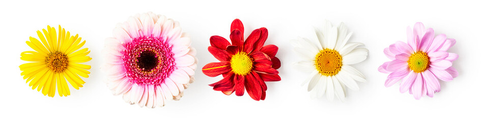 Summer flowers creative banner. Gerbera, daisy, aster and doronicum set. - obrazy, fototapety, plakaty