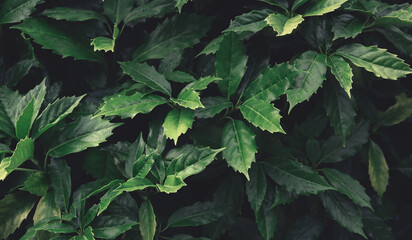 Green leaves pattern background, Natural backdrop and wallpaper