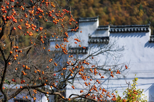 Henan sanmenxia village peasant autumn beauty with Red persimmon tree