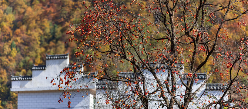 Henan sanmenxia village peasant autumn beauty with Red persimmon tree