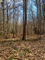 Fototapeta premium autumn in the forest