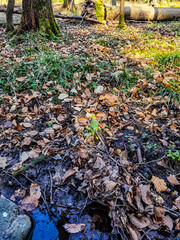 autumn leaves on the ground