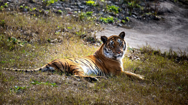 a Chongqing yongchuan Bengal tiger in zoo
