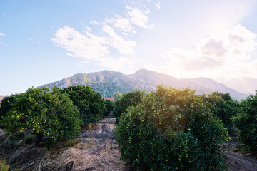 Beautiful landscape with oranges garden and mountains.