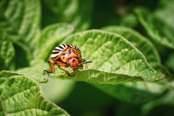 Colorado potato beetle crawling on green potato leaves close up. Leptinotarsa decemlineata. Adult colorado beetle, pest invasion, parasite destroy potato plants, farm damage. Protecting plants concept