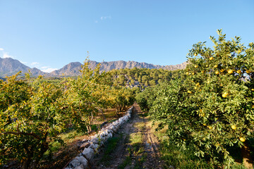 Beautiful landscape with oranges garden and mountains.