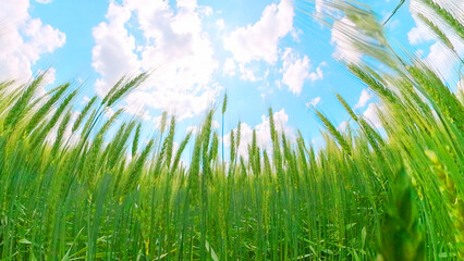 麦畑を見上げると青空と雲
Looking up at the wheat field, the blue sky and clouds
