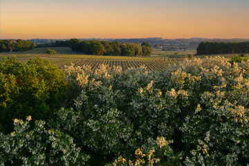 Paysage rural vignes et acacias