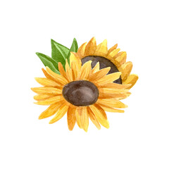 Single watercolor hand-drawn sunflower. High quality illustration