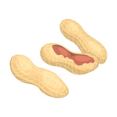 Raw nut, peanut in shell. Vector illustration of food. Cartoon almond, hazelnut, pistachio, macadamia, pecan, peanut isolated on white