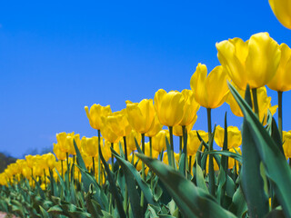 青空と満開の黄色いチューリップ