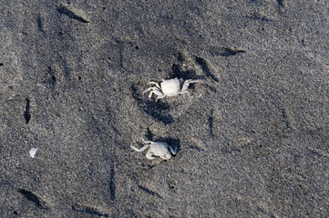 Two dead crabs have been bleached by the sun