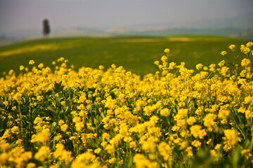 Crete Senesi, panorami della provincia di Siena. Toscana