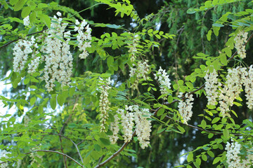 木漏れ日が明るい森の中、白と緑のコントラストを見せるたくさんの花をつけたニセアカシアの木の風景