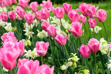 Pink tulip flowers with daffodils in the park, closeup. After rain.