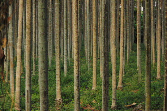 Bamboo farming season time wide shot mid focus