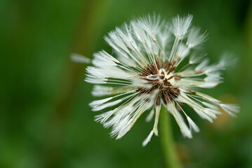 After the rain: Wet blowball 
