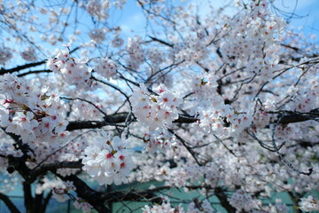 桜