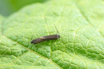 Lepidoptera copulating on green leaves, North China
