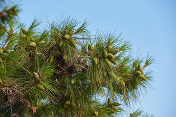Obraz na płótnie Canvas Pine branch with long needles and cones against blue sky