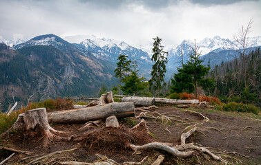 Widok na Tatry ze szlaku na Rusinową Polanę