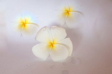 frangipani on white background, beautiful frangipani flowers