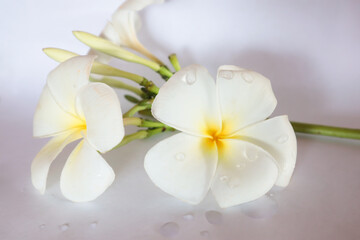 Fototapeta na wymiar frangipani on white background, beautiful frangipani flowers