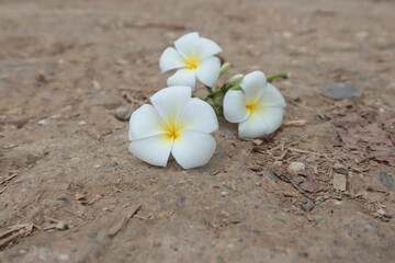 frangipani flowers, frangipani on the floor, frangipani on the road beautiful frangipani flowers
