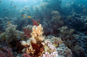 Fototapeta na wymiar Coral reefs in the Red Sea, Egypt