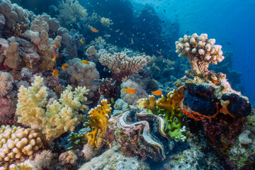 Plakat Coral reefs in the Red Sea, Egypt