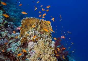 Coral reefs in the Red Sea, Egypt