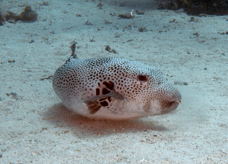 A Starry Puffer (Arothron stellatus) in the Red Sea, Egypt