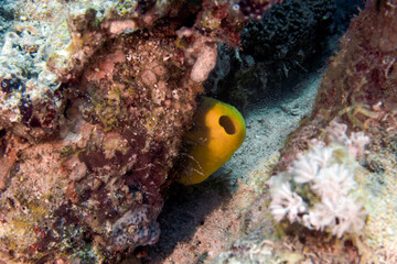 Fototapeta premium A Sentinel Sea Squirt (Phallusia sp.) in the Red Sea, Egypt
