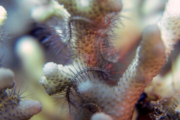 A Brittle Sea Star (Ophiuroidea sp.) in the Red Sea