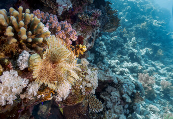 A Feather Duster Worm (Sabellastarte indica) in the Red Sea, Egypt