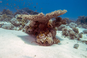 Coral reefs in the Red Sea, Egypt