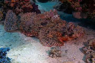 A Flathead Scorpionfish (Scorpaenopsis oxycephalus) in the Red Sea, Egypt