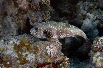 White-spotted Puffer (Arothron hispidus) in the Red Sea, Egypt