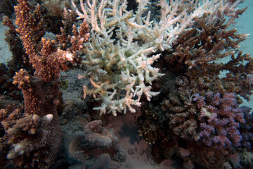 Fototapeta na wymiar A piece of bleached coral in the Red Sea, Egypt