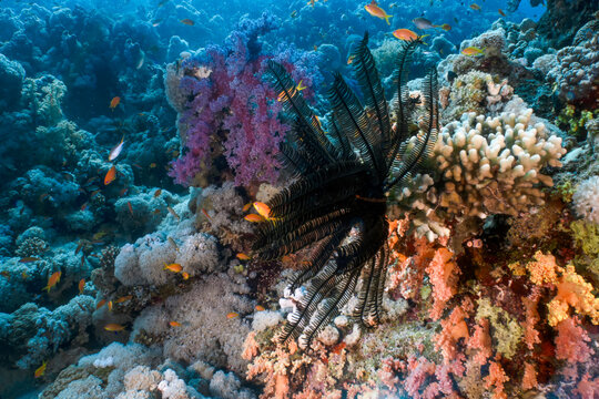 Feather Star (Crinoidea) in the Red Sea, Egypt